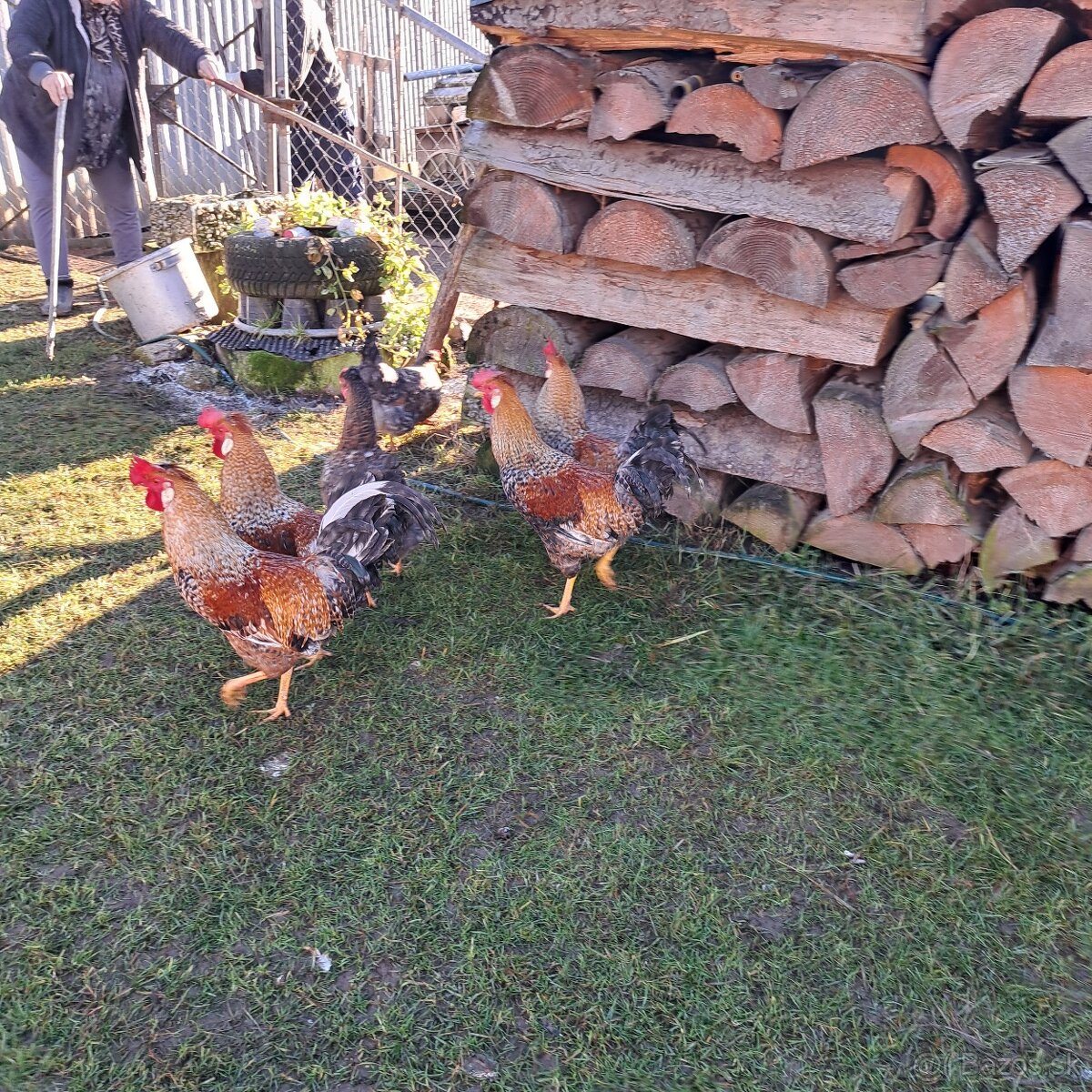 Predam 4ks kohutov Cream Legbar - 2