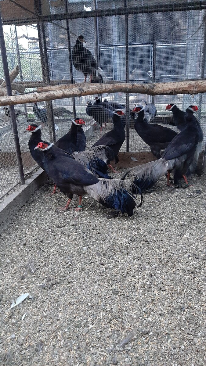Bažanty usaty hnedy - 2
