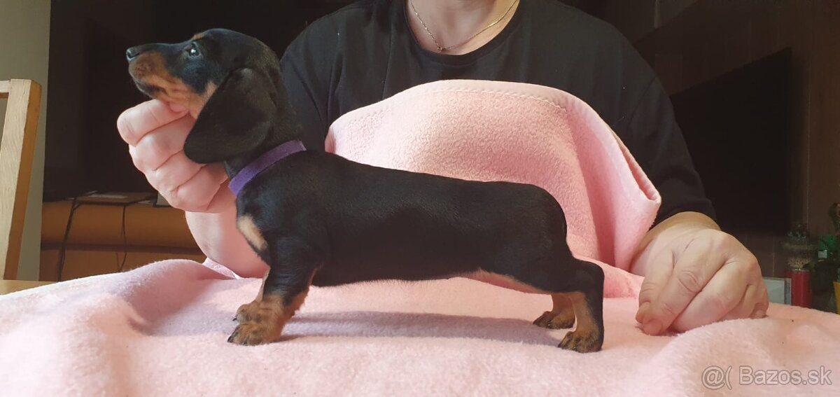 Jazvečík krátkosrstý trpasličí - sučka s PP - 2