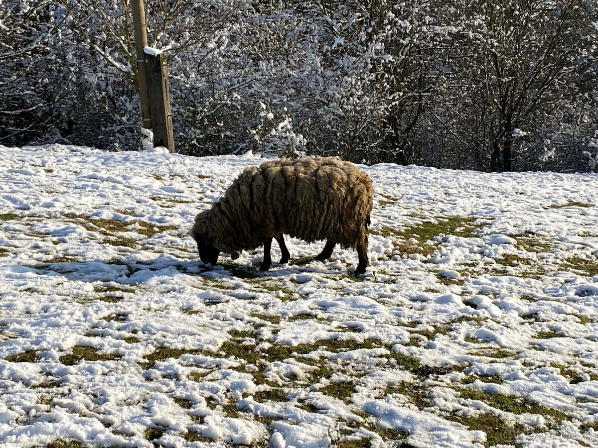 Predám 1× baran + 2× ovca – plemeno Nemecká čiernohlavá ovca - 2