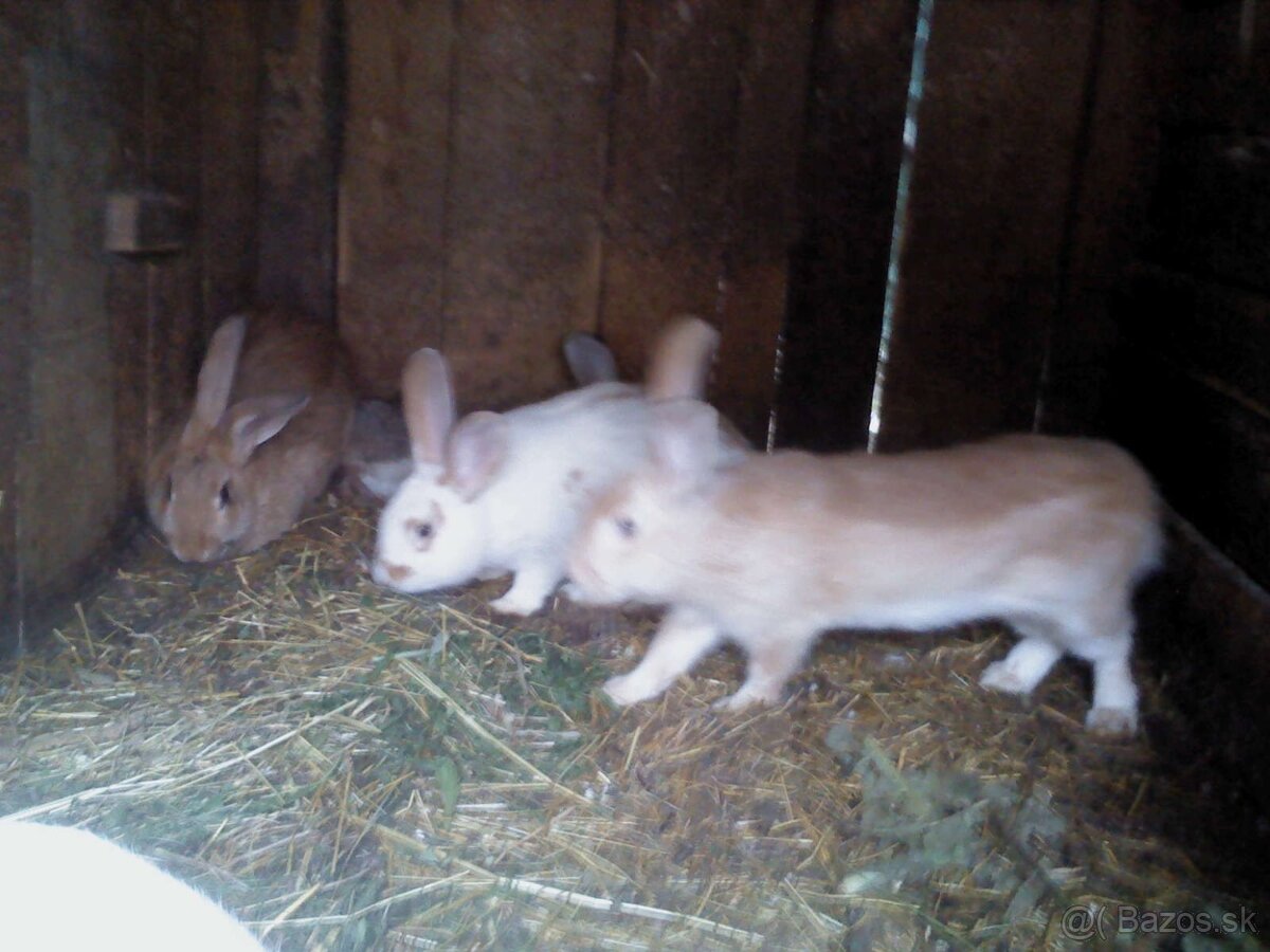 Predam zajace. - 2