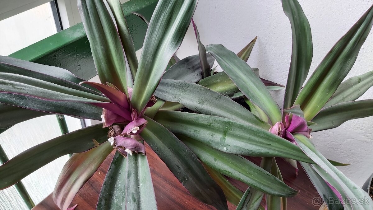 Izbove rastliny - kvety - 2