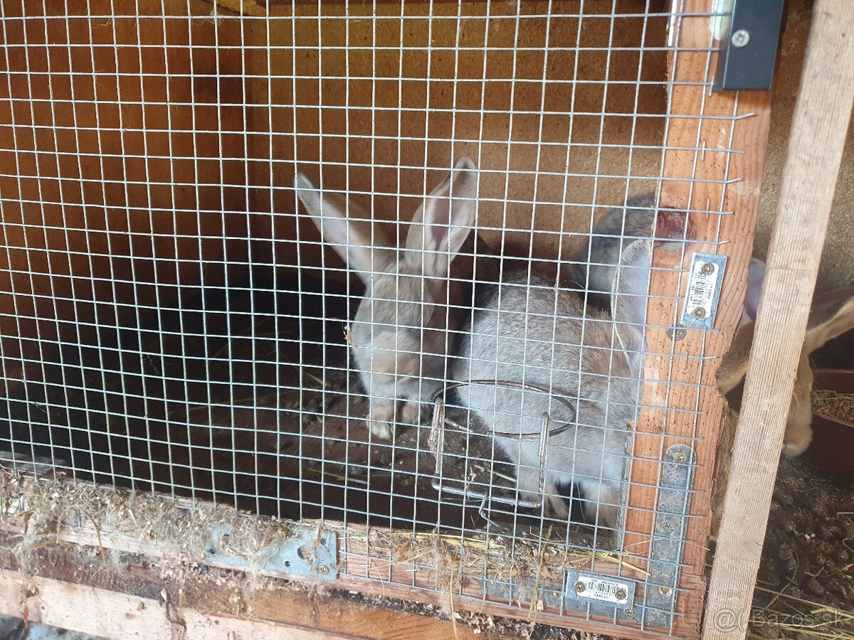 4-mesačné samičky - 2