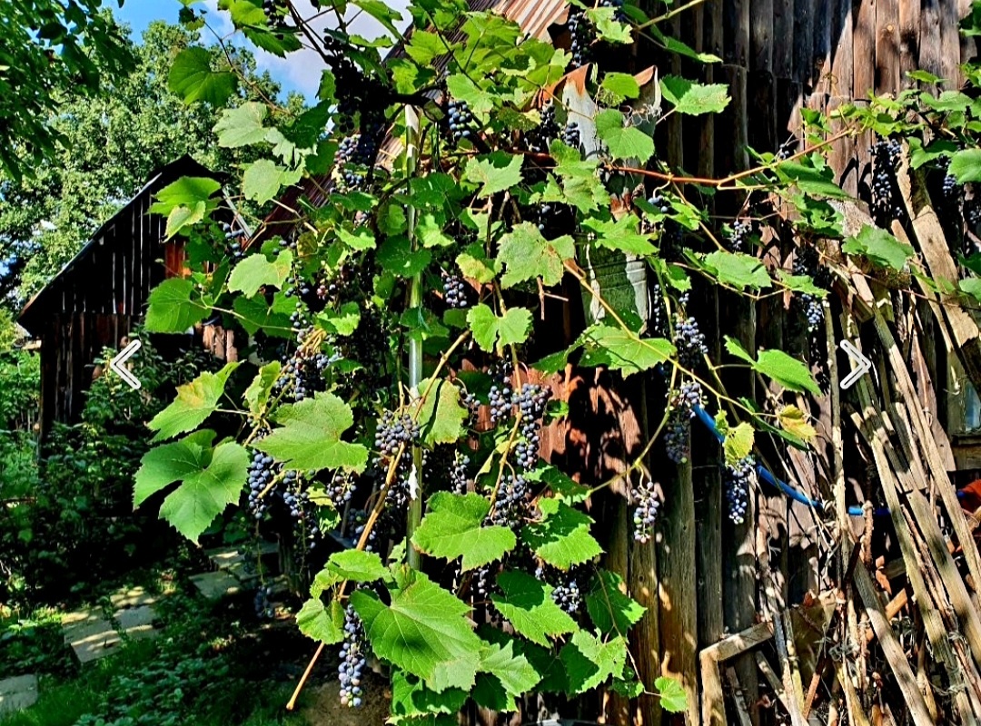 Predám modré hrozno odrody Vitis riparia - 2
