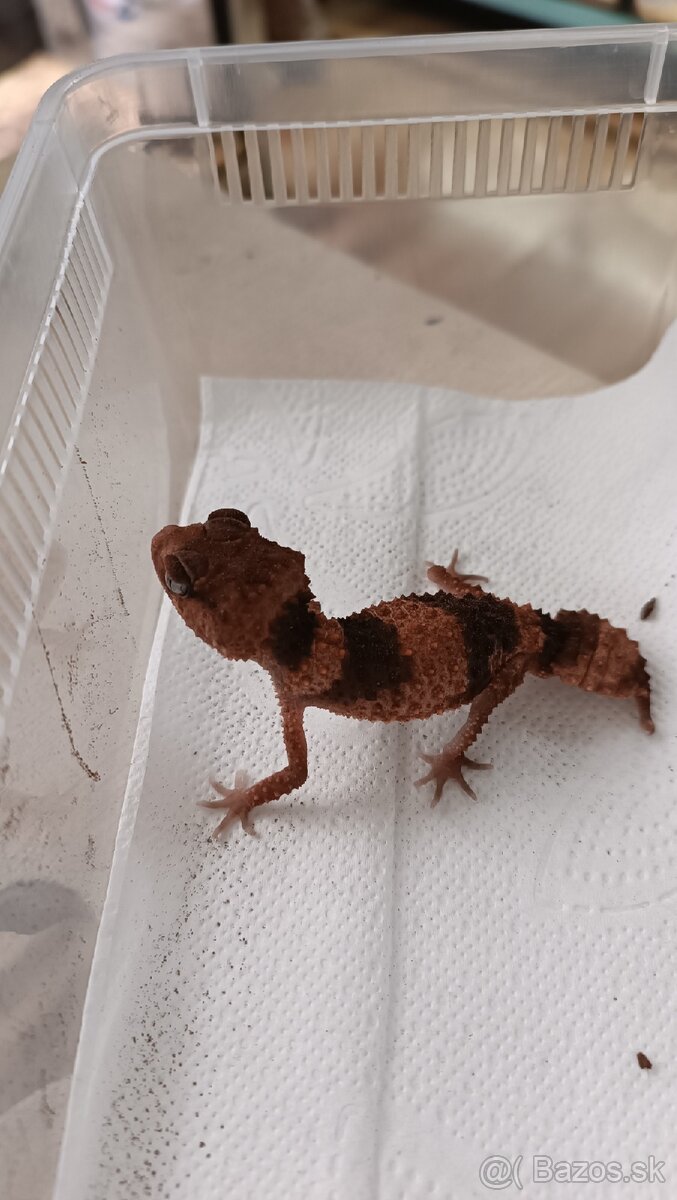 Nephrurus wheeleri cinctus 19.9 Martin - 2