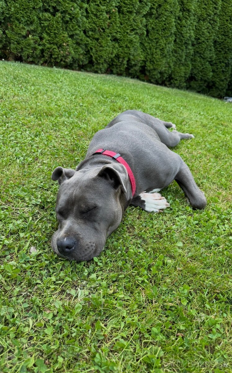 Americký stafordšírsky teriér - 2