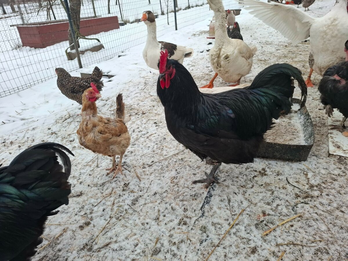 Kohút australorpka a wyandotka - 2