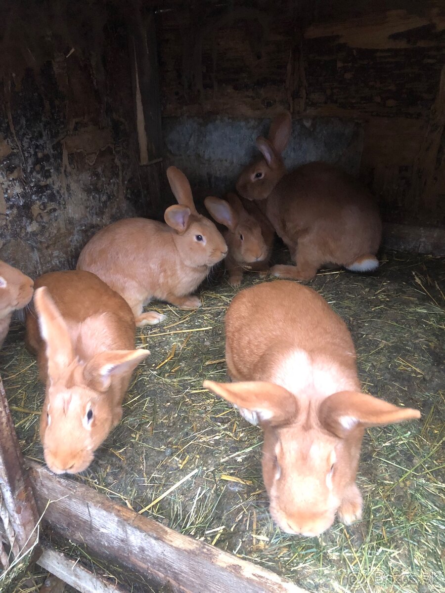 Burgundský a NOS - 2