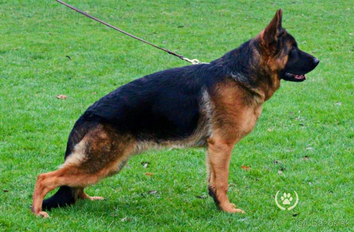 Nemecký ovčiak - 2