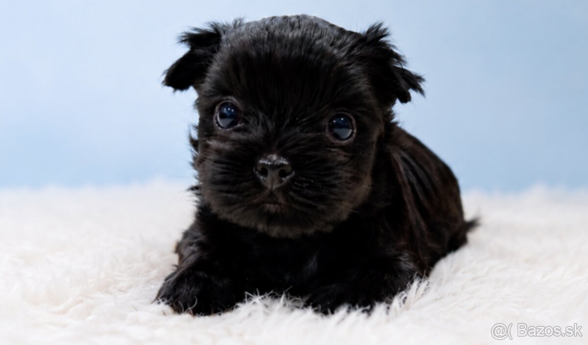 Yorkshire terrier Black, sučka a psík - 2