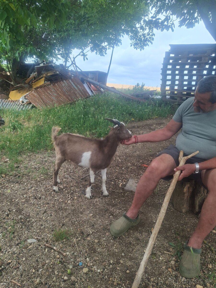 Capko Lamancha - 2