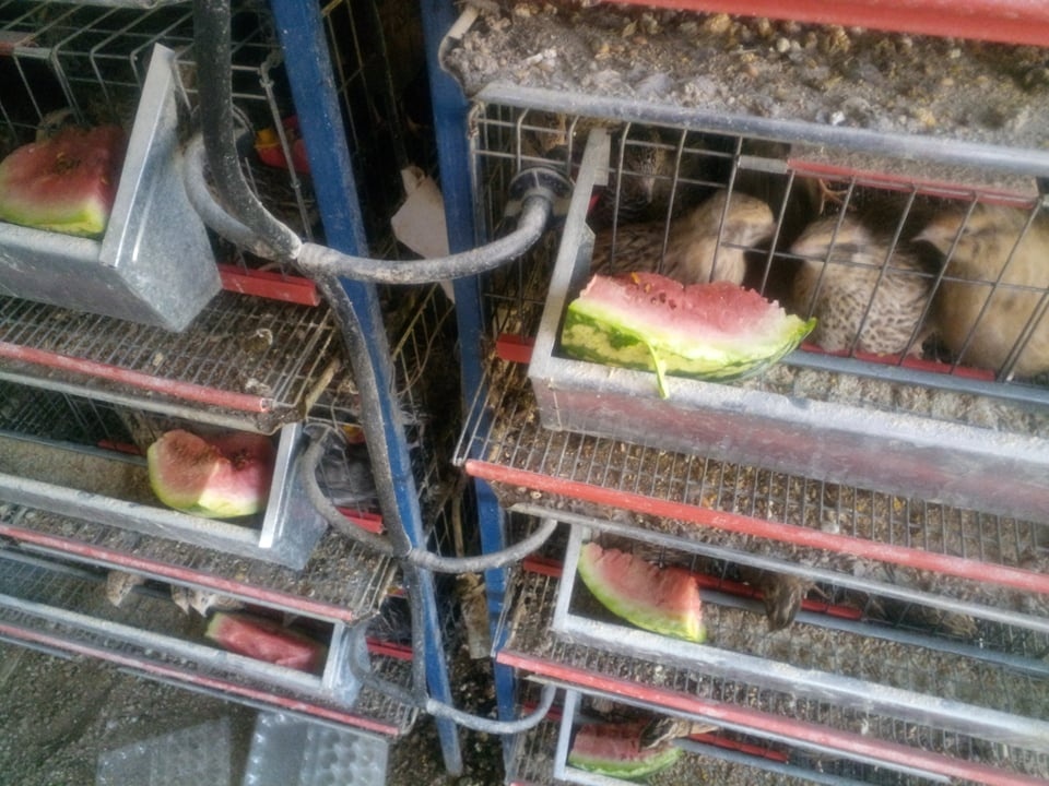 japonské prepelice - 2