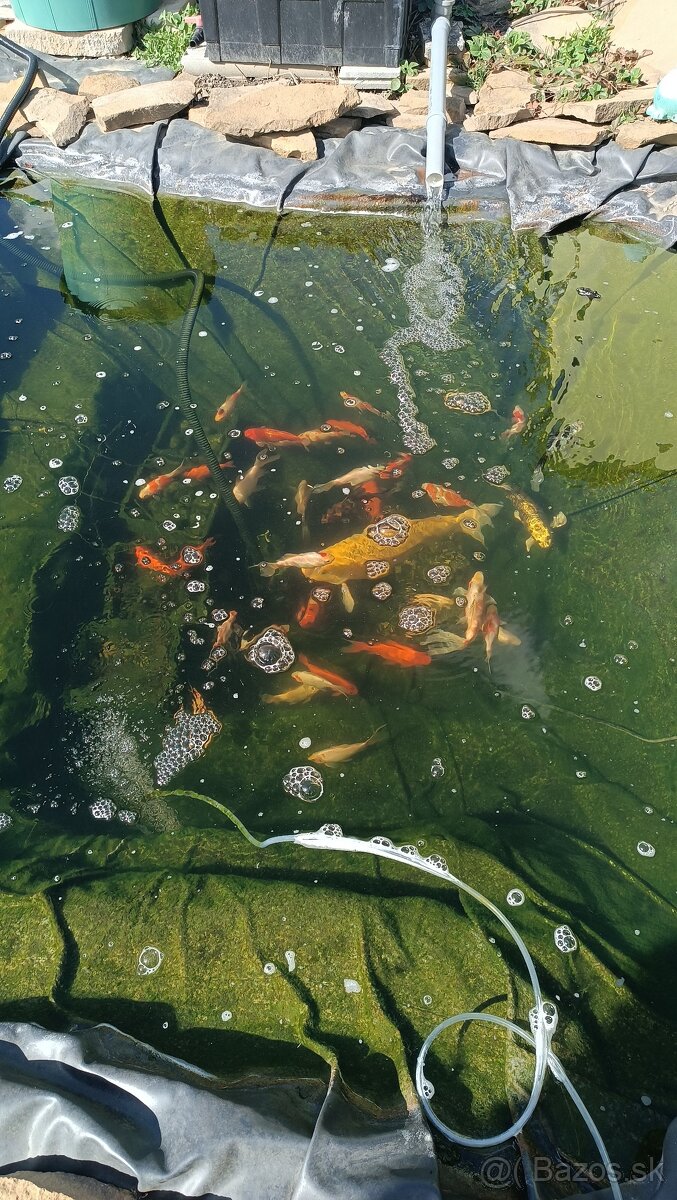 Predam koi kapre a karasy - 2