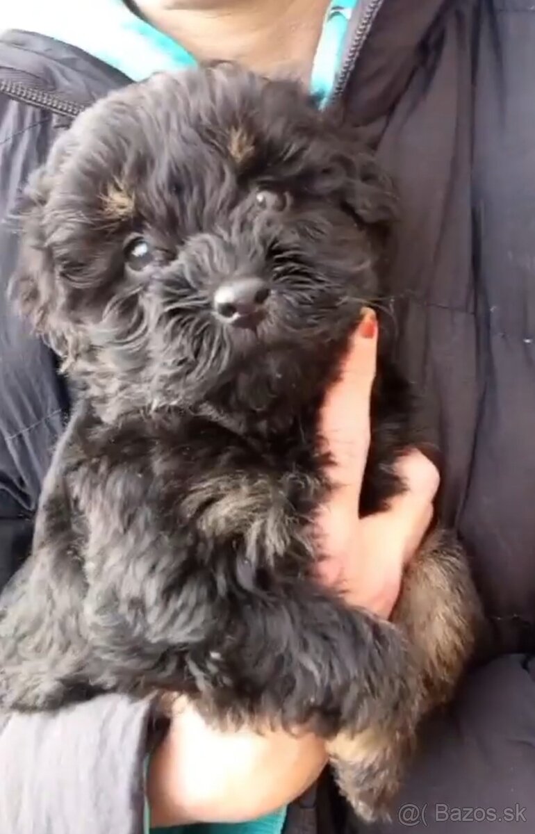 Pudel Šteniatka - 2