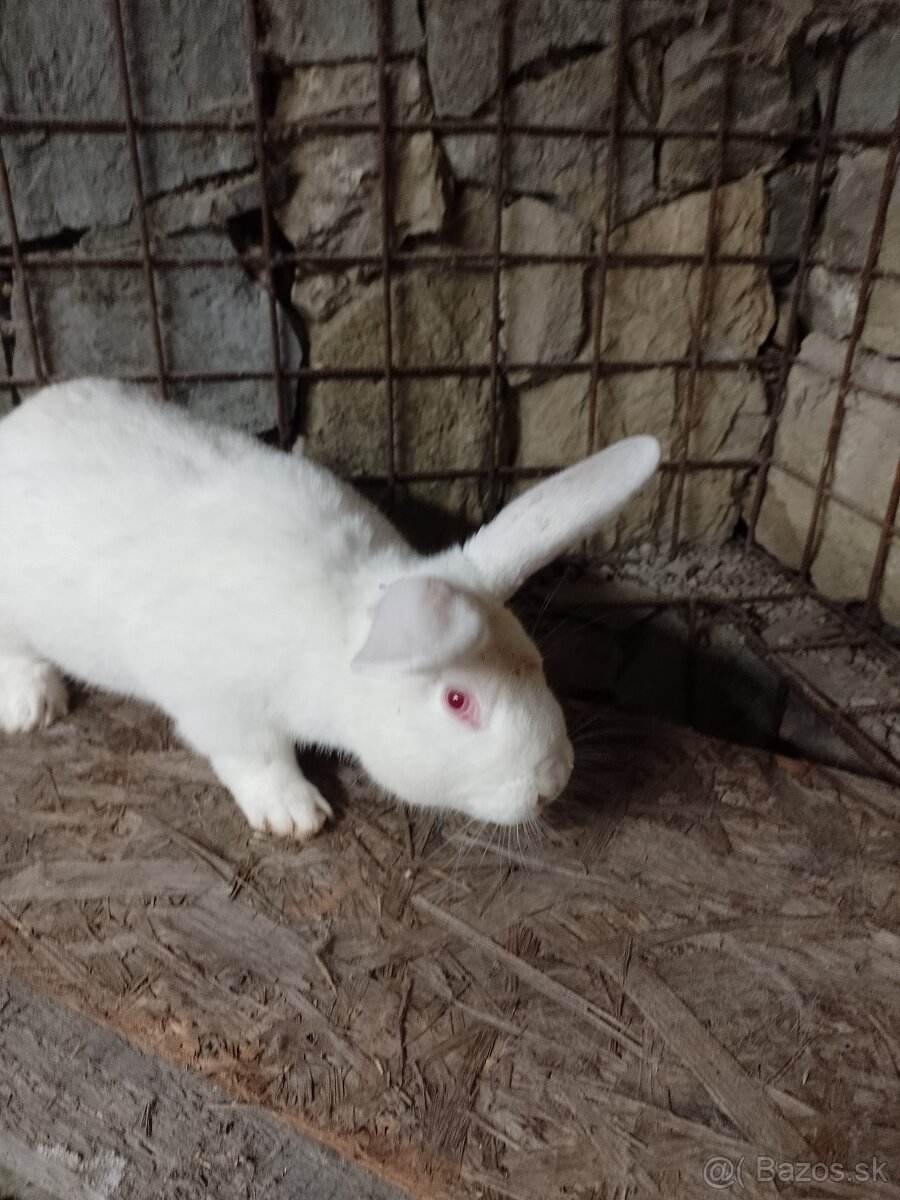 Predám králiky - 2