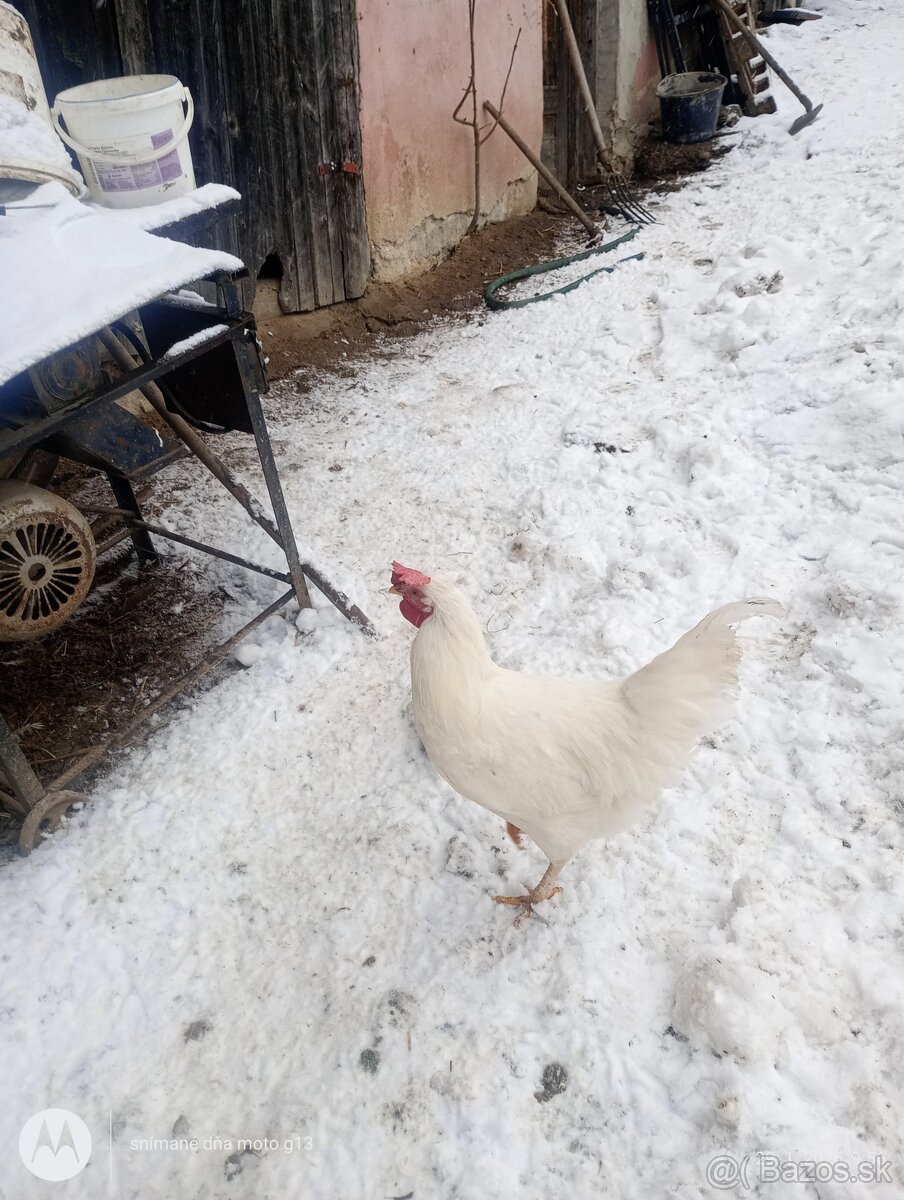 Kohút 🐓 - 2