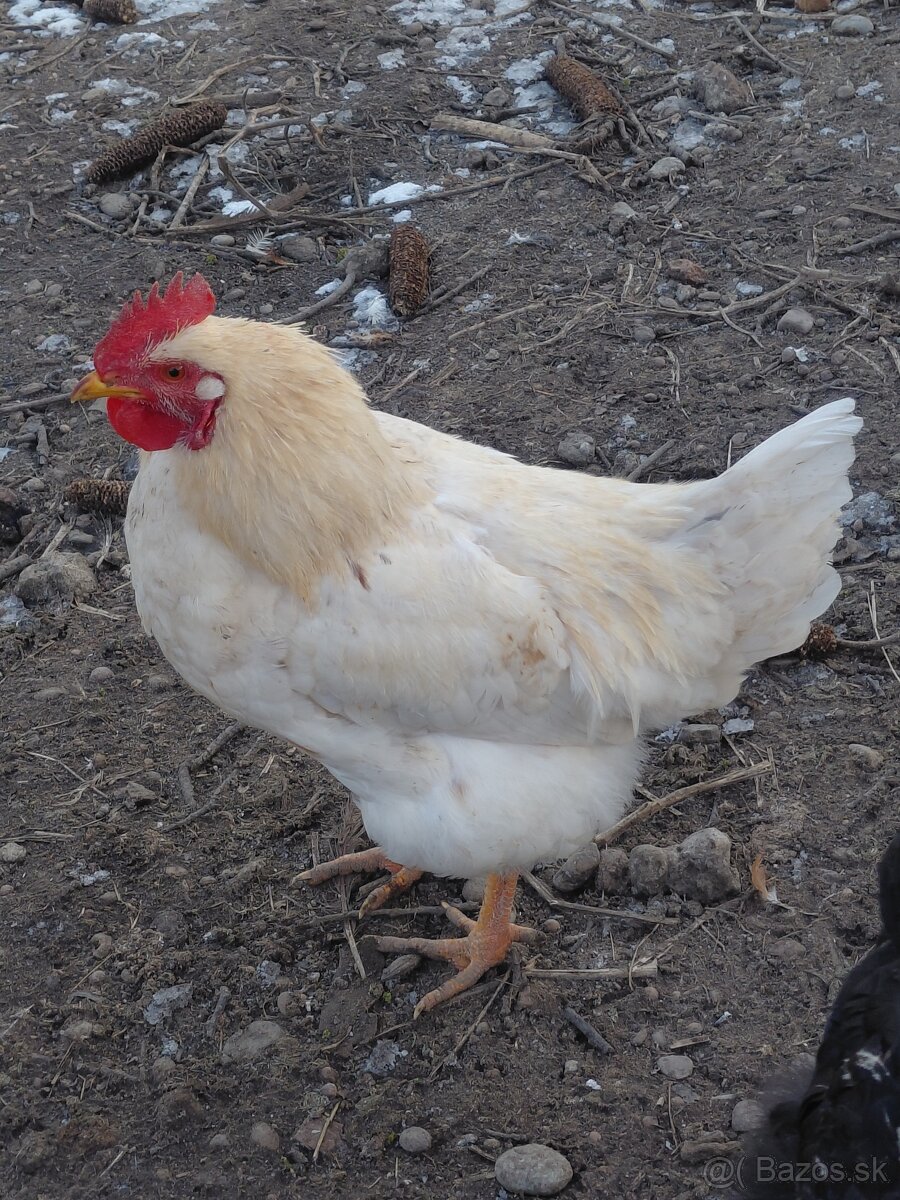 Predám mladých kohútov - 2