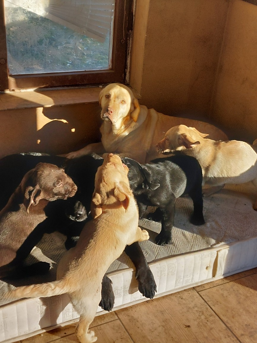 Šteniatka čistokrvného labradora - 2