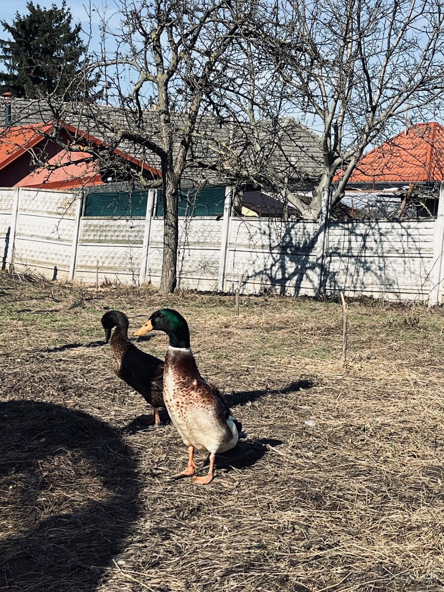 indický bežec, kačer, samec, indecke bezce, biely - 2