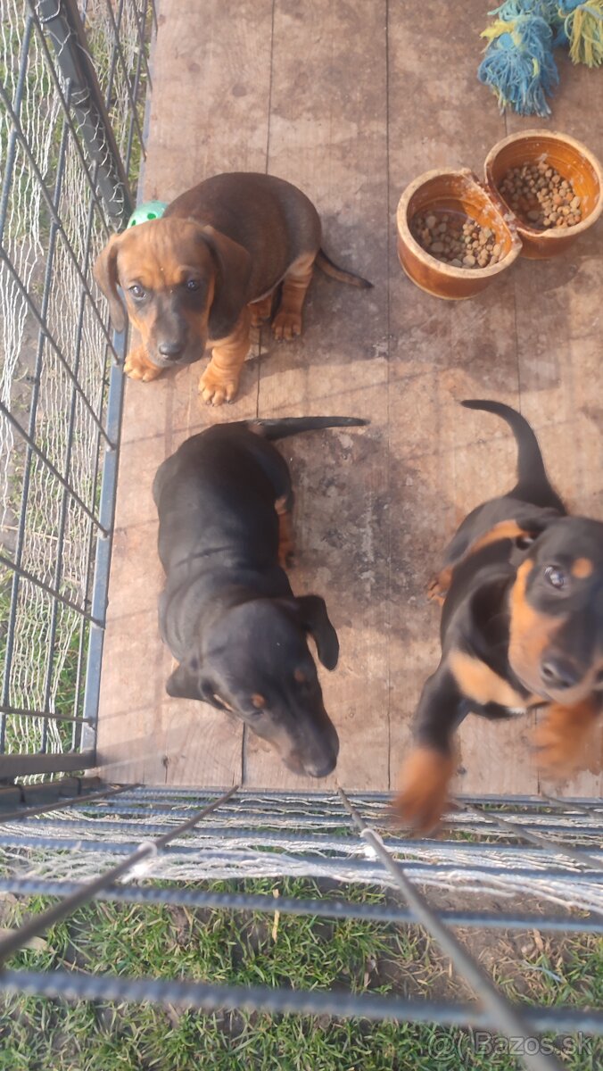 Jazvecík standart - 2