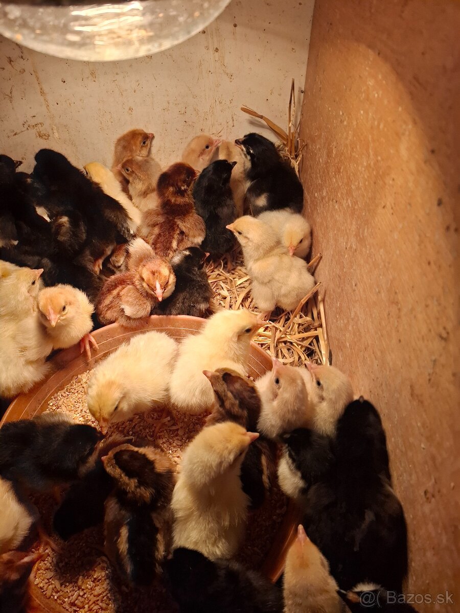 Kuriatka marans,vlaška, Domáci mix - 2