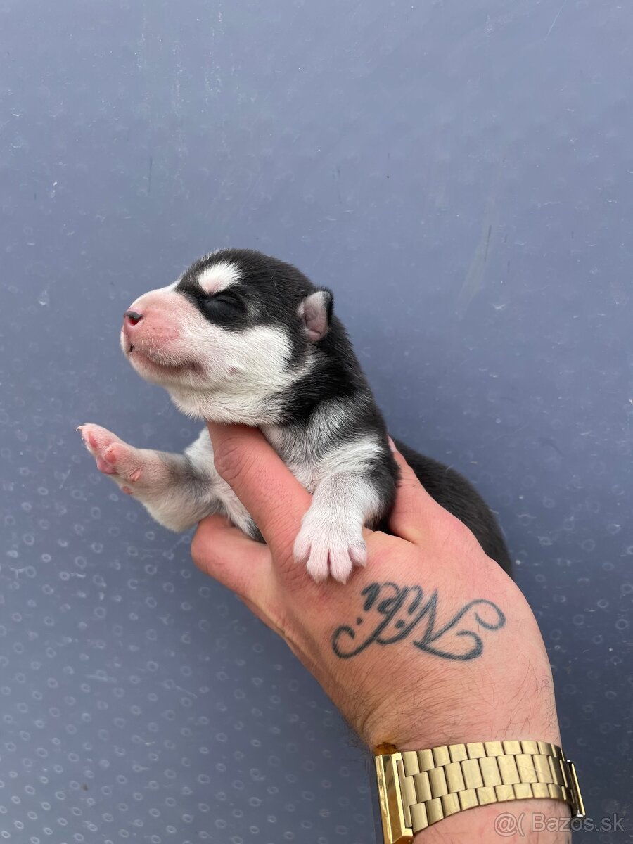 Sibirsky husky - 2