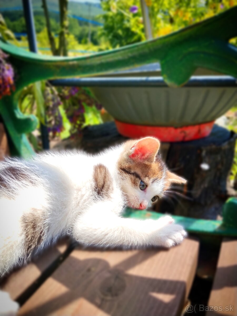 Darujeme 4 mačiatka 😺 - 2