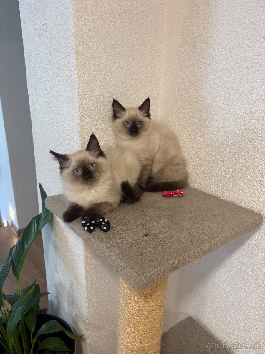 Ragdoll mačiatka - 2