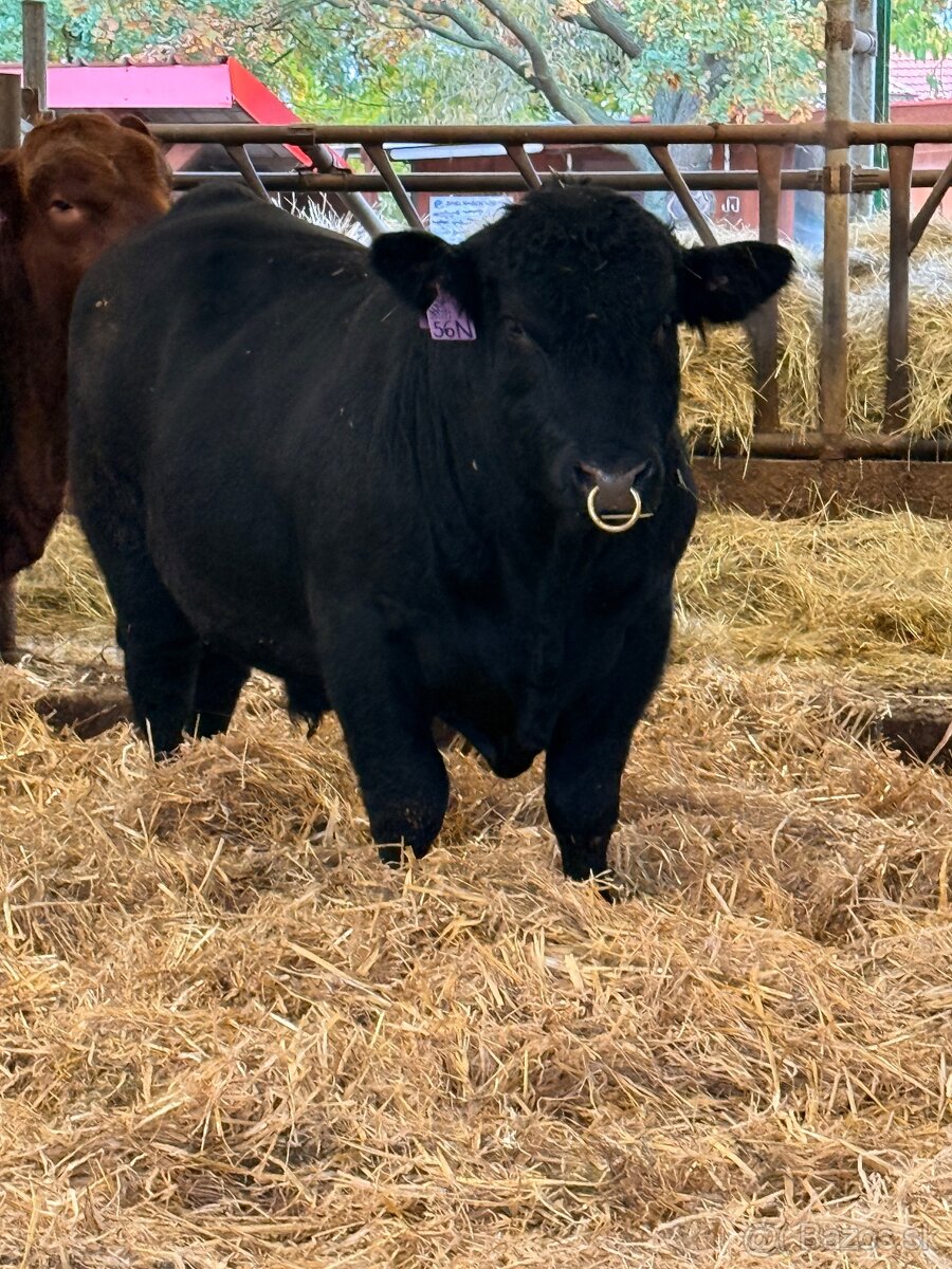 Plemenní býci Aberdeen Angus - 2