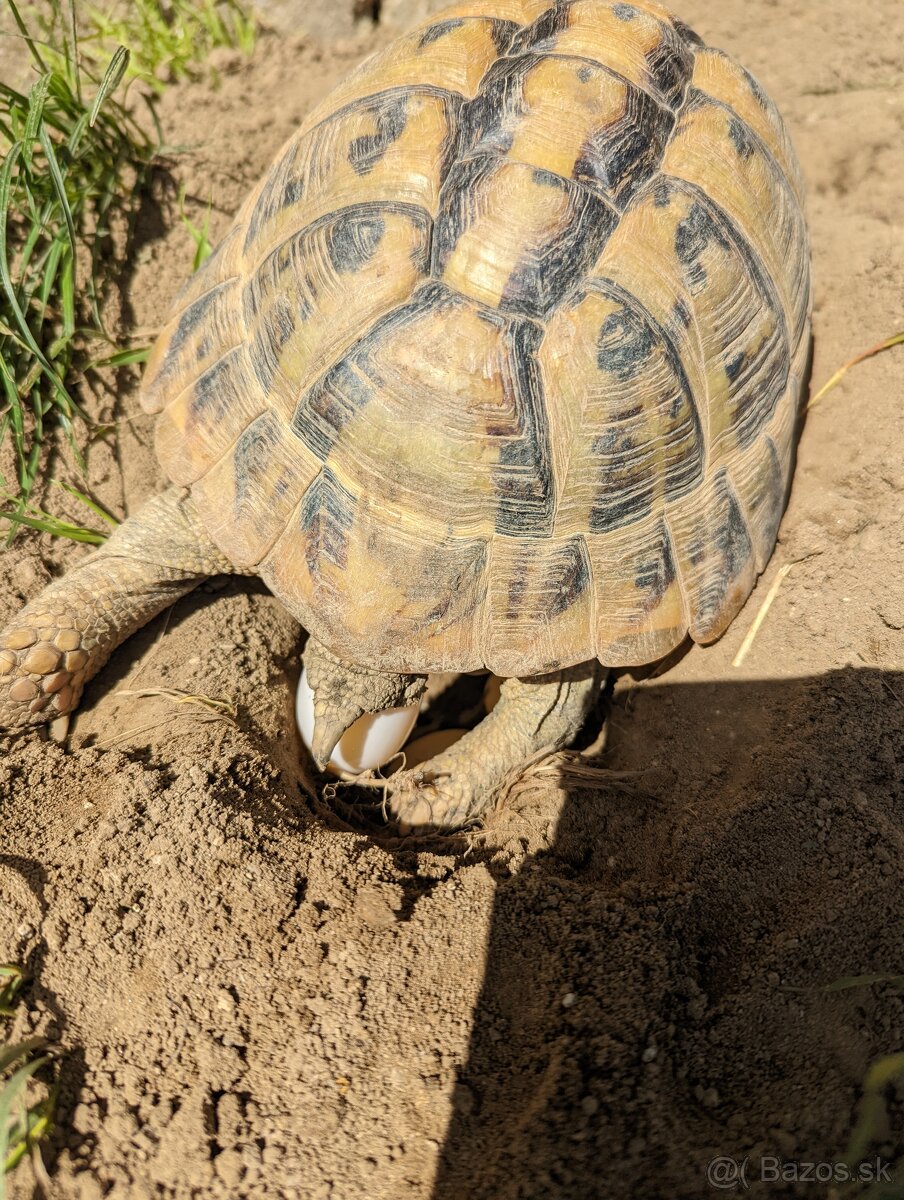Suchozemska korytnačka zelenkasta alebo obrubena - 2
