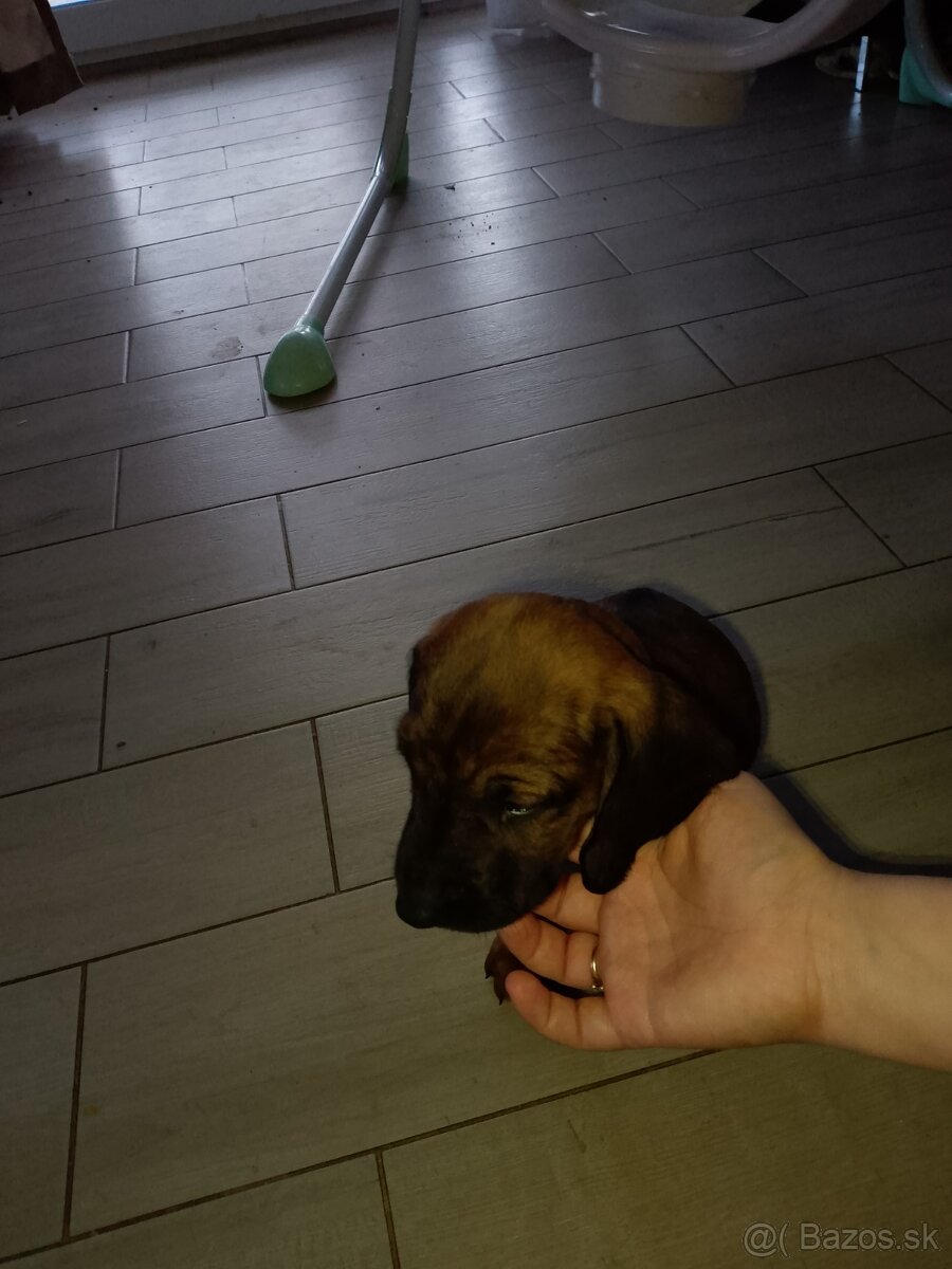 Bavorský farbiar - 2