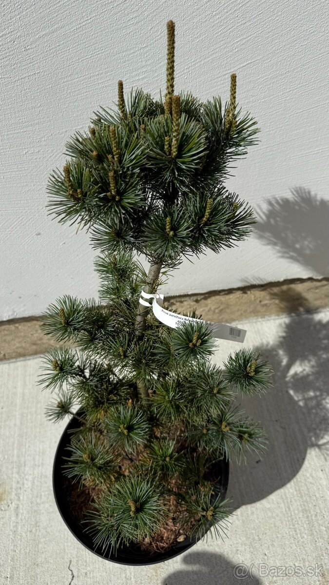 Borovica málokvetá Negishi 50 cm - 2