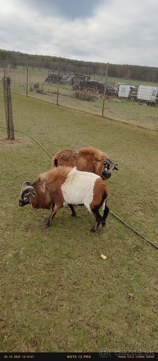 Kamerunské ovce - 2