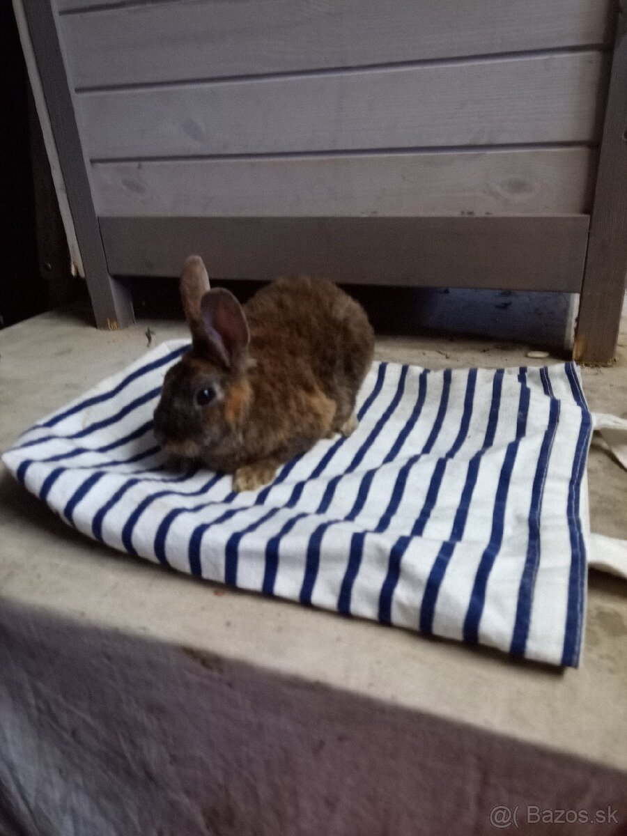 Zakrslé králiky - 2