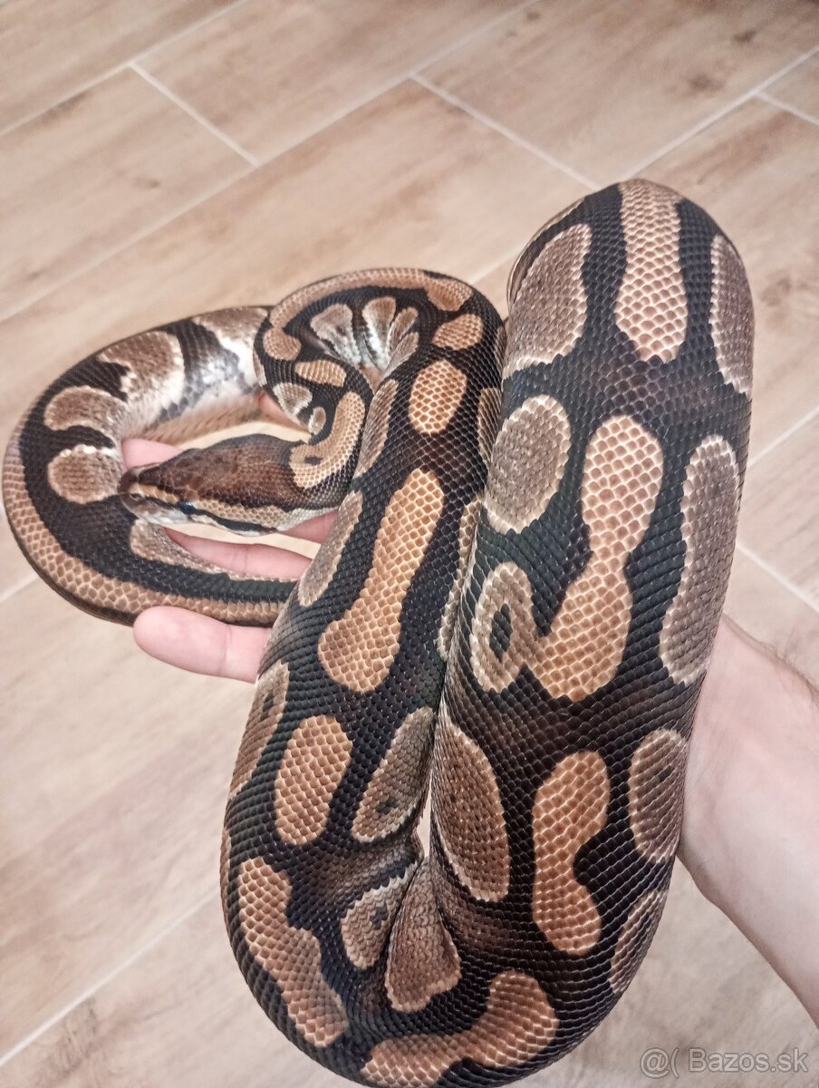 P. Regius.Pyton kralovsky - 2