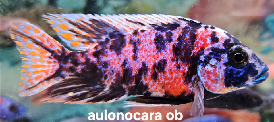 Africké cichlidy Malawi - 2