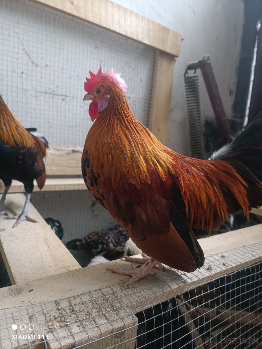 Kohútik liliputky - 2