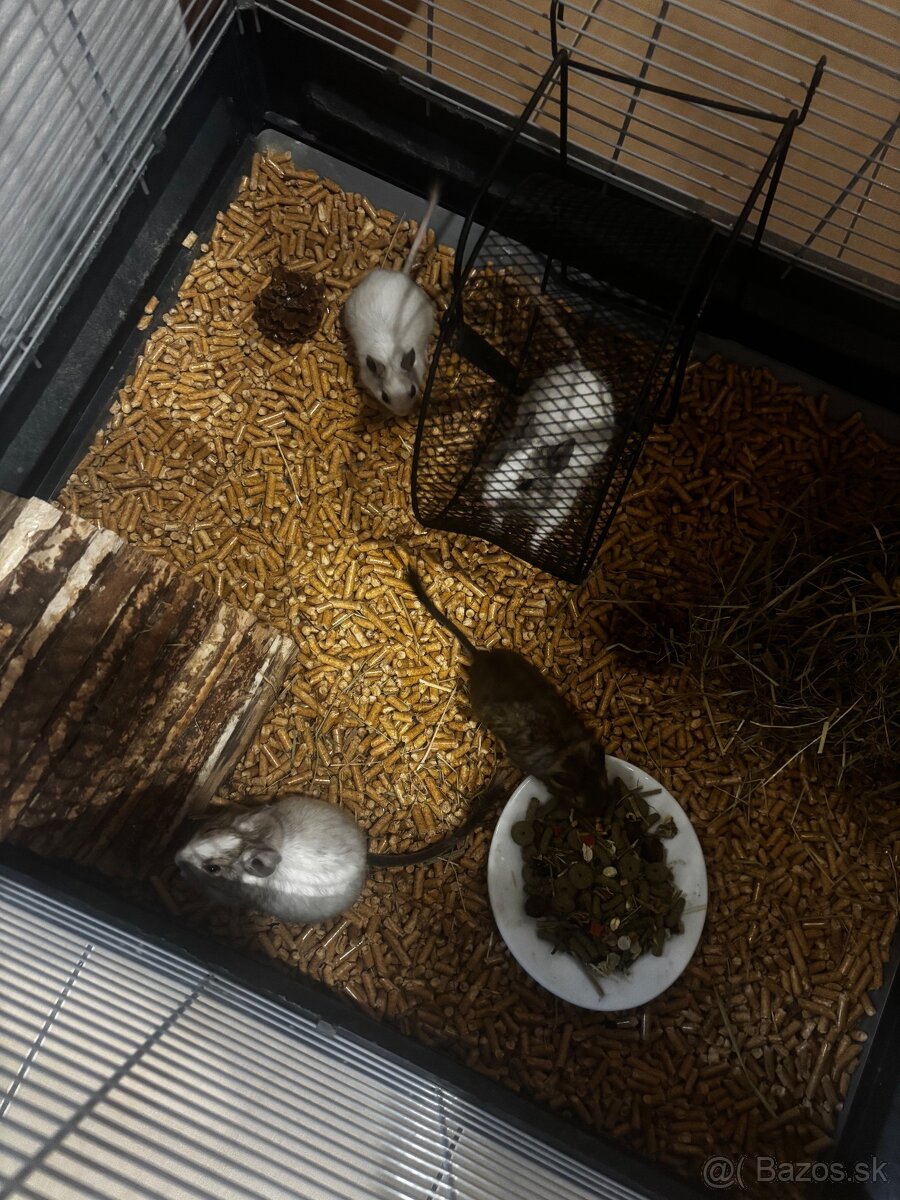 Osmak degu - 2