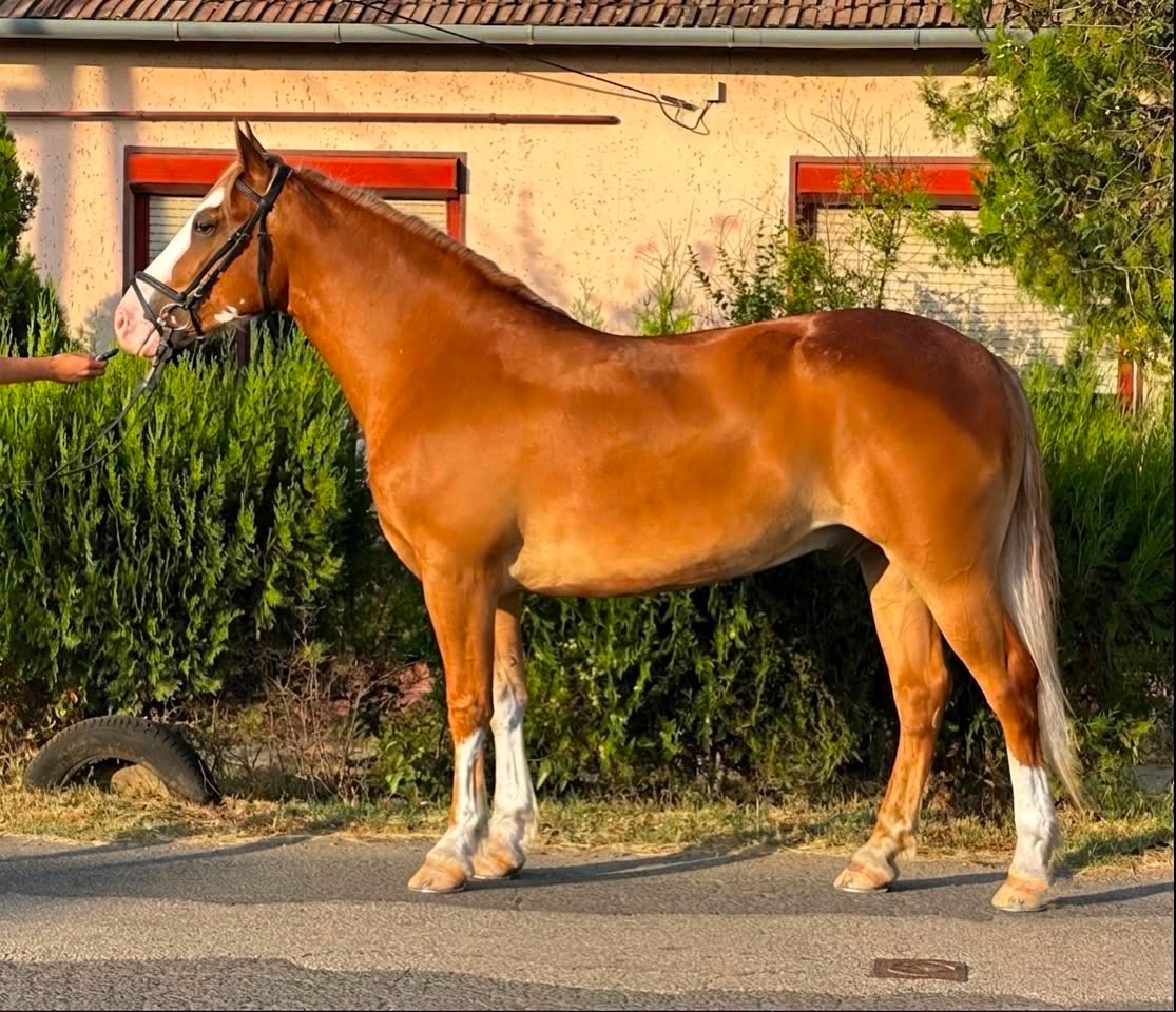 Pokojný haflingský valach - 2