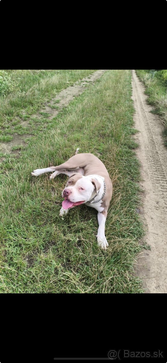 American Bully XL - 2