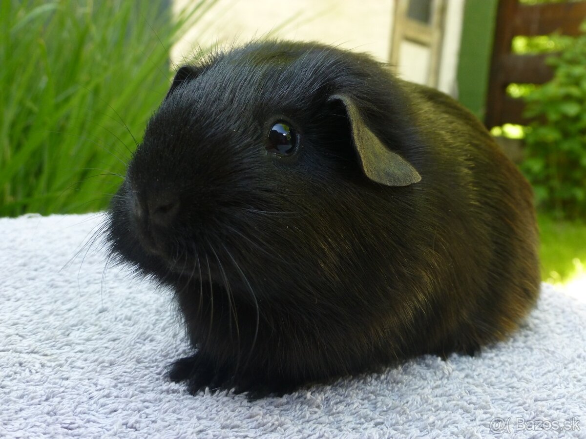 Morčiatka s rodokmeňom - 2