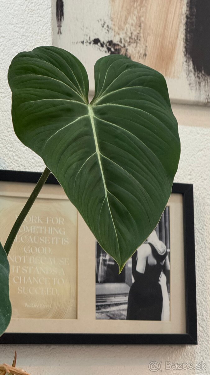 Philodendron Gloriosum - 2
