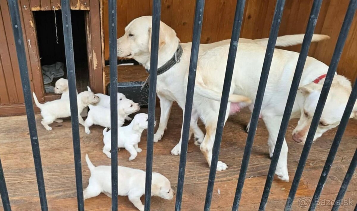 Labrador šteniatka - 2