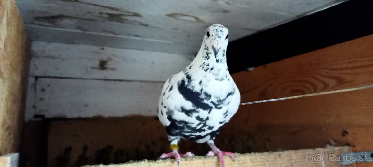 Poštové holuby - 2