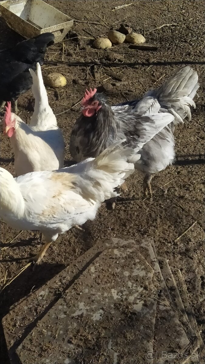 Predám mladých kohútikov - 2