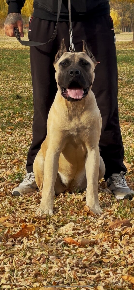 Presa Canario - 2