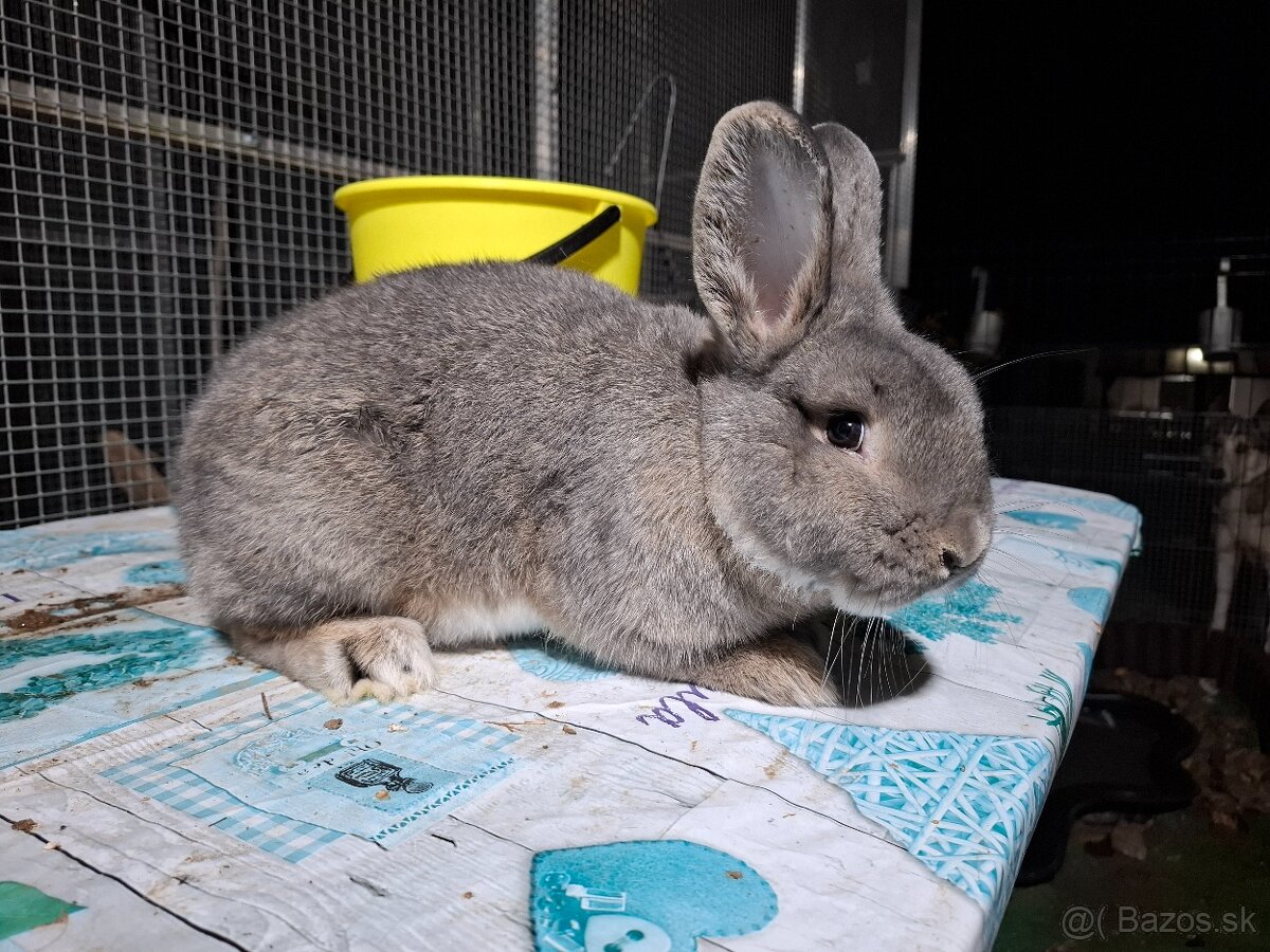 Viedensky divomodry - 2