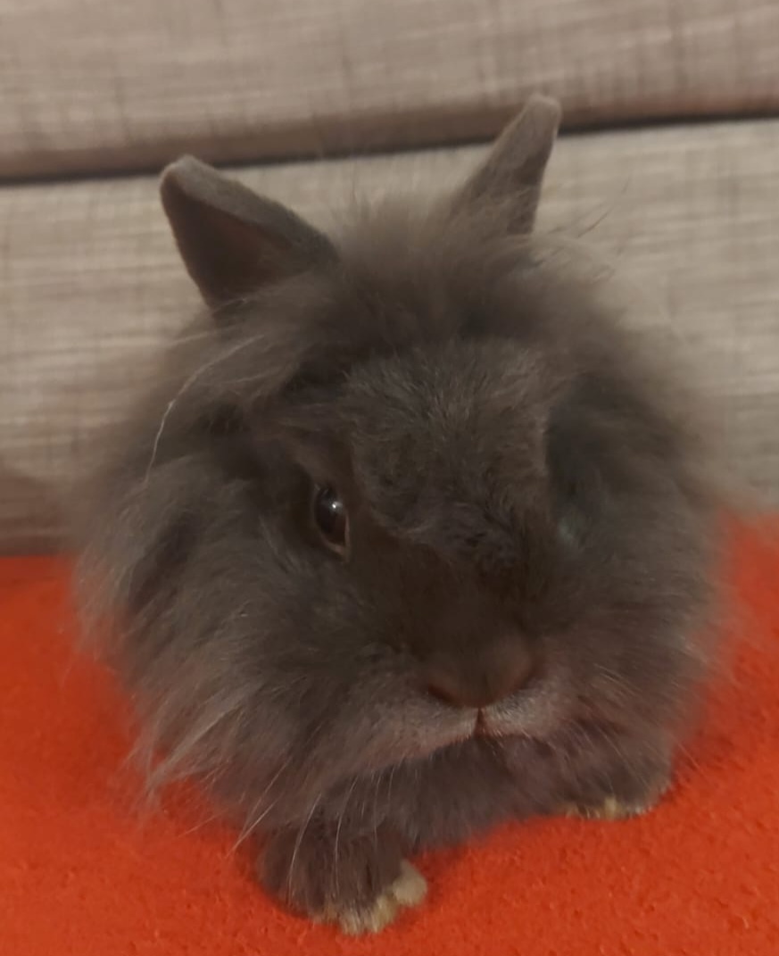 Predám zakrslých zajačikov - 2