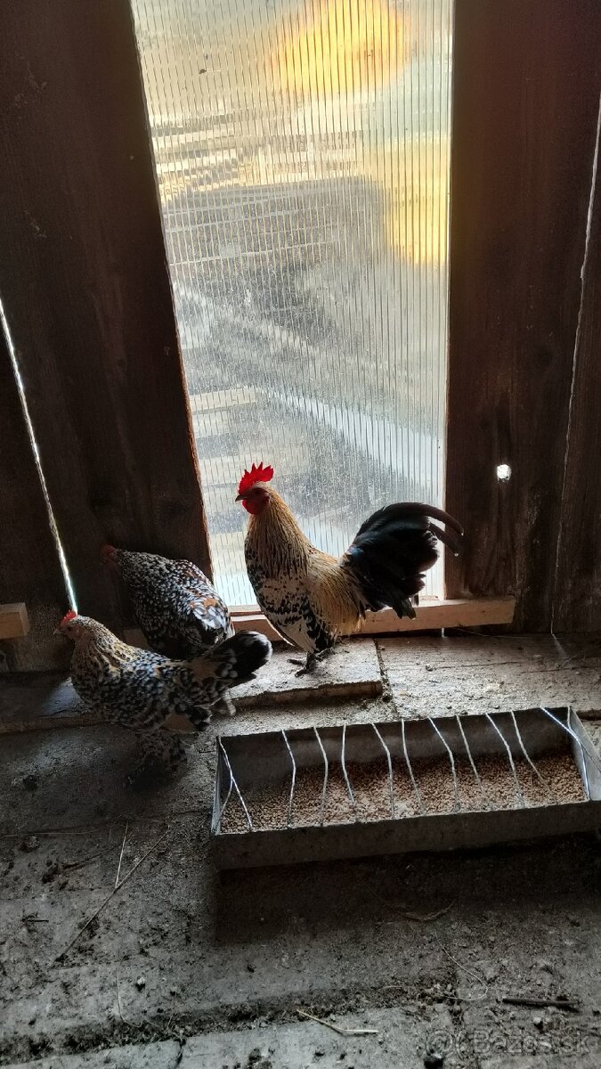 Kohút milflerky. - 2