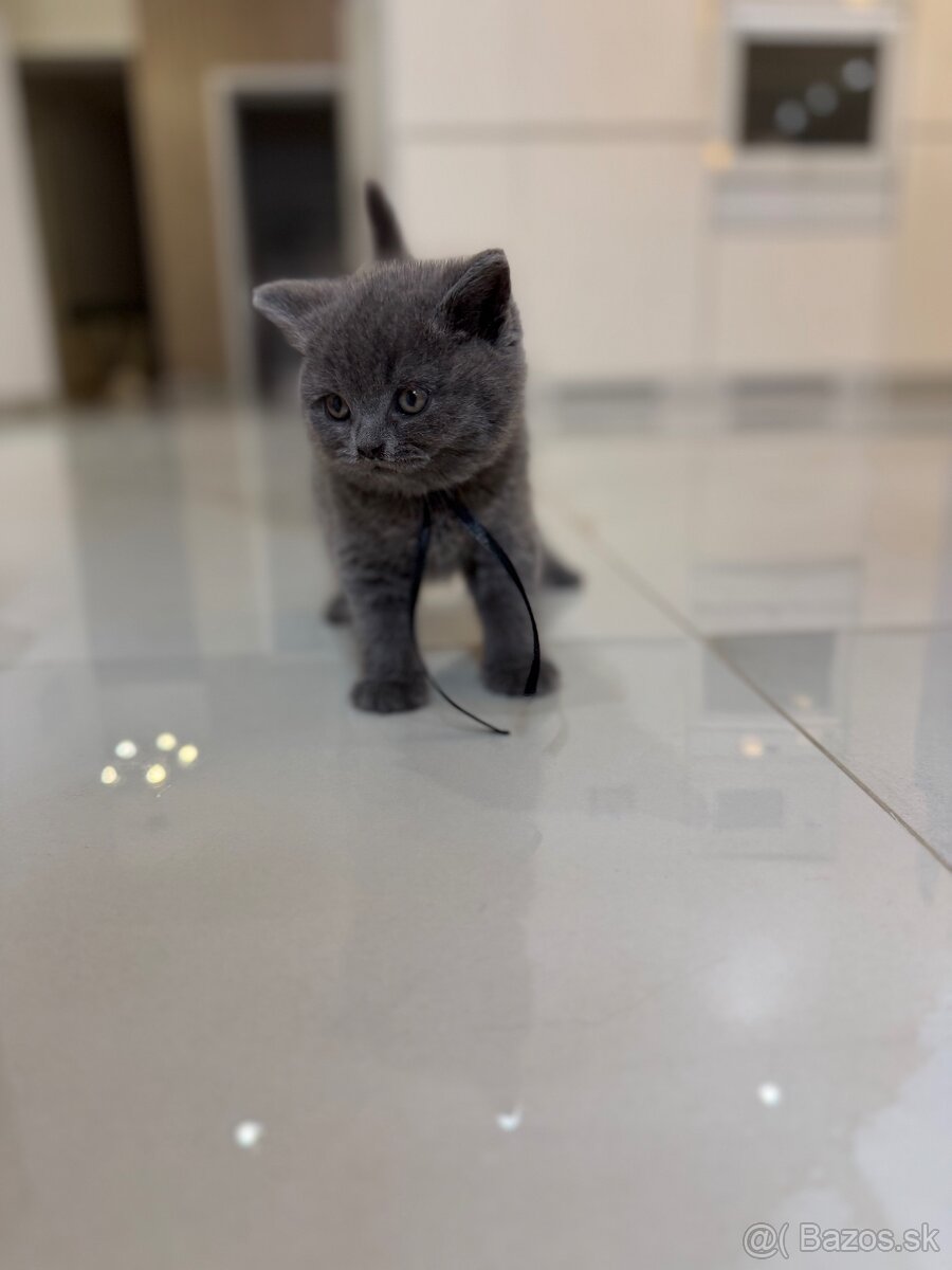 Britske maciatka - 2